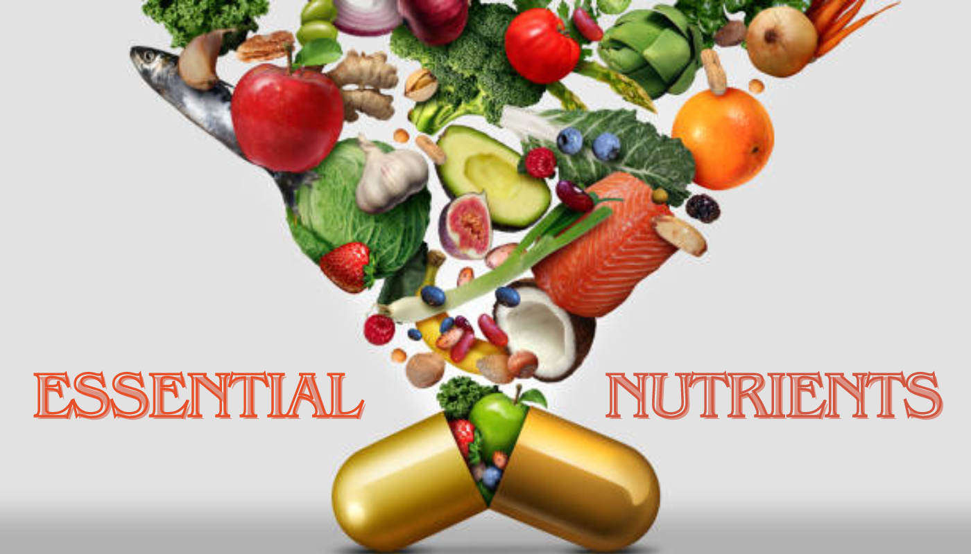 Top 10 Essential Nutrients Your Body Needs Purayati 